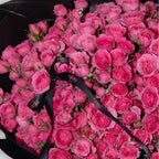Hồng Chùm Sophia